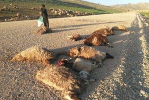 	حمله گرگ های گرسنه به گله گوسفندان عشایر/ ۱۸ راس دام تلف شدند 