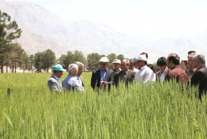 	عرضه بذرهای جدید کشت دیم استان کرمانشاه را متحول می کند 