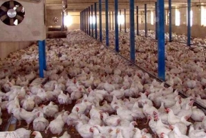 	شهروندان مرغ مورد نیاز خود را از مراکز معتبر و مجاز تهیه کنند 