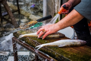 لیز خوردن ماهی از سبد تغذیه کرمانشاهیان/ قهر دنباله دار با یک خوراک ارزشمند لیز خوردن ماهی از سبد تغذیه کرمانشاهیان/ قهر دنباله دار با یک خوراک ارزشمند