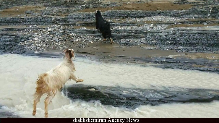 	دنیای زیبای حیوانات در طبیعت بکر ثلاث باباجانی 