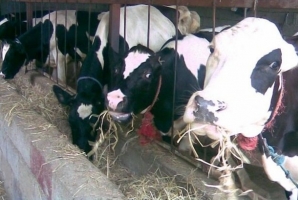 احتمال شیوع بیماری تب کریمه در کرمانشاه با آغاز فصل گرما احتمال شیوع بیماری تب کریمه در کرمانشاه با آغاز فصل گرما