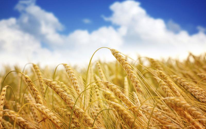 	پیش بینی تولید ۵۰۰ هزارتن جو در کرمانشاه/ ۳۶ مرکز خرید فعال است 