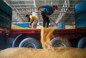 	خرید ۱۴۶ هزار تن گندم در کرمانشاه/ مشکلی در تحویل گندم وجود ندارد 