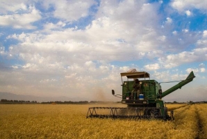 	پیش بینی افزایش ۲ برابری برداشت گندم در استان کرمانشاه 