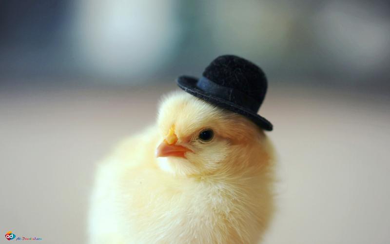 	۳.۹میلیون قطعه جوجه ریزی درکرمانشاه انجام شد/شناسایی۹کانون بیماری 