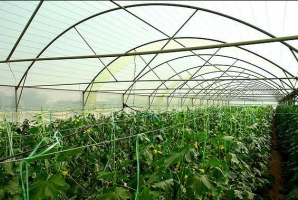 	ضرورت تقویت کشت گلخانه ای در کرمانشاه/ یک اولویت فراموش شده 