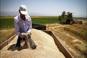  گندمکاران کرمانشاهی ۷۵۶ میلیارد طلب دارند/ پیگیری پرداخت مطالبات 