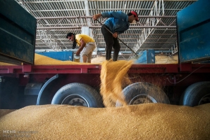 	رشد۶۳درصدی خرید گندم درکرمانشاه/ مطالبات تا مهر ماه پرداخت می شود 