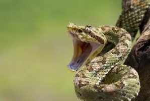  حمله مار افعی به جوان اسلام آبادی/ فرد مارگزیده نجات یافت 