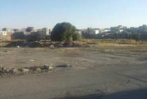  زیر درخت پل چوبی گل سفید روانسر چه خبر است؟ + عکس 