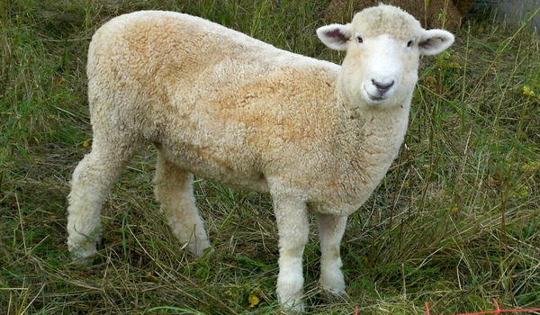 قیمت دام زنده برای عید قربان اعلام شد قیمت دام زنده برای عید قربان اعلام شد