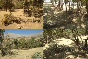 شوک طبیعت برای تهیه شوکه/ تیشه های بی رحم بر تنه درختان بلوط اورامانات + تصاویر