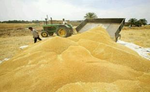 ۱۰ درصد از ظرفیت ذخیره سازی گندم کشور در کرمانشاه واقع شده است