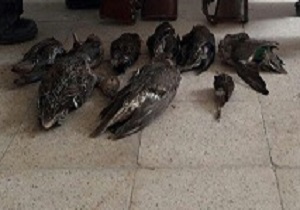  شکارچیان غیرمجاز در صحنه به دام افتادند