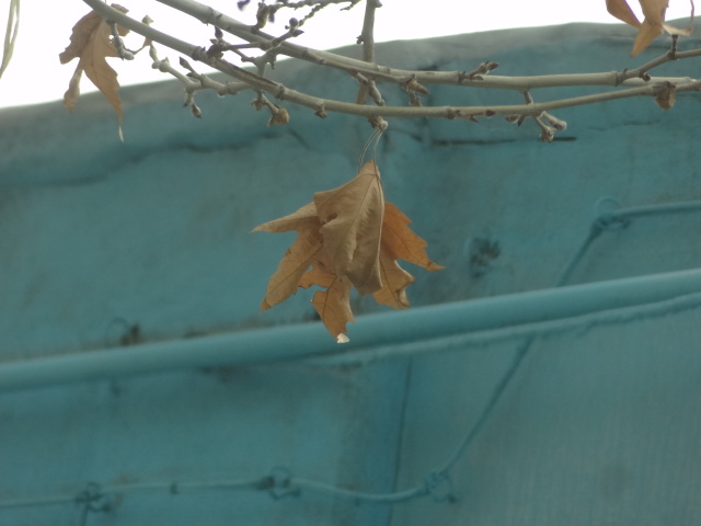 میزان بارندگی برف و باران در شب گذشته صحنه ۱۷ میلیمتر بوده است میزان بارندگی برف و باران در شب گذشته صحنه ۱۷ میلیمتر بوده است