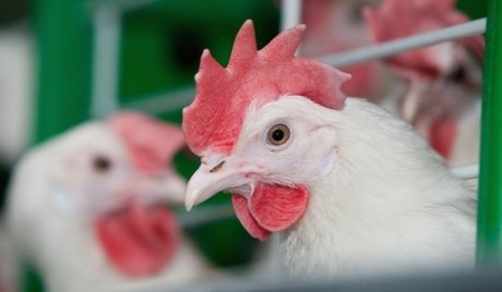 شرایط مستعد برای شیوع بیماری آنفلوآنزا فوق حاد پرندگان در سرپل ذهاب وجود دارد شرایط مستعد برای شیوع بیماری آنفلوآنزا فوق حاد پرندگان در سرپل ذهاب وجود دارد