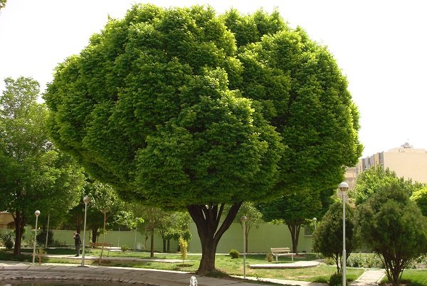 محل زندگی سرسبز به تقویت رشد مغز کودکان کمک می کند محل زندگی سرسبز به تقویت رشد مغز کودکان کمک می کند