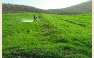 سم‌پاشی ۱۴۲ هزار هکتار از اراضی کرمانشاه در برابر آفت سن مضر 