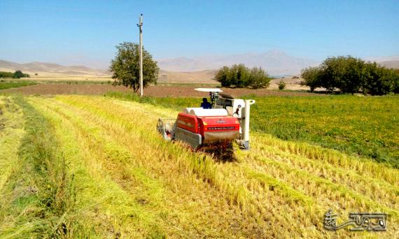 کاشت برنج در صحنه تحت هر شرایطی ممنوع و کشاورزان به شایعات توجه نکنند / پیامدهای قانونی در انتظار متخلفان کاشت برنج در صحنه تحت هر شرایطی ممنوع و کشاورزان به شایعات توجه نکنند / پیامدهای قانونی در انتظار متخلفان