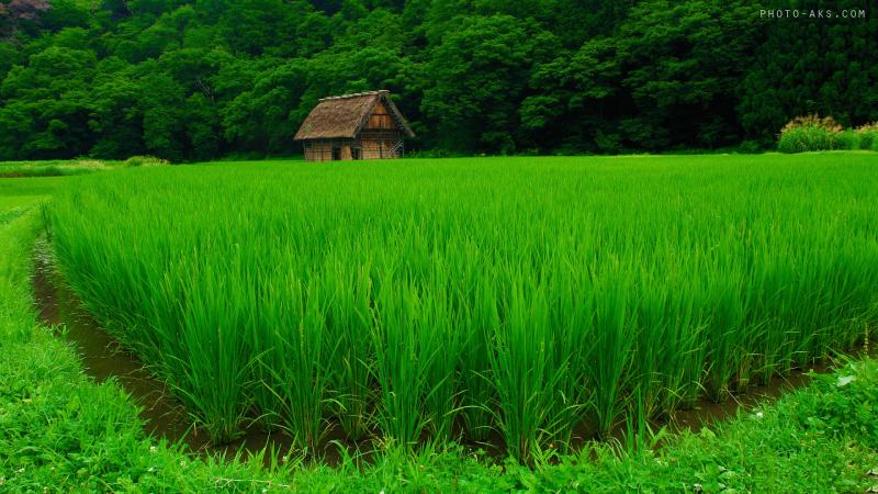 کشت‌های برنج در شهرستان صحنه معدوم سازی می‌شود