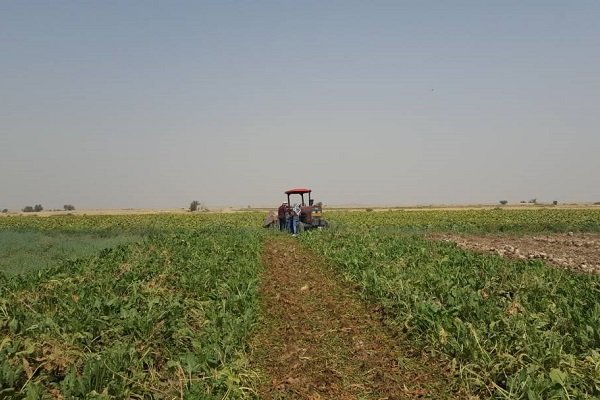 خسارت ۶۰ درصدی به مزارع دیمی مناطق گرمسیری /افزایش کشت گلخانه‌ای