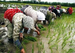 کاهش 60 درصدی کشت برنج کاهش 60 درصدی کشت برنج