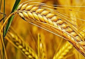برای احداث سیلوی ذخیره گندم  صحنه ۳۰میلیارد ریال سرمایه گذاری انجام شد