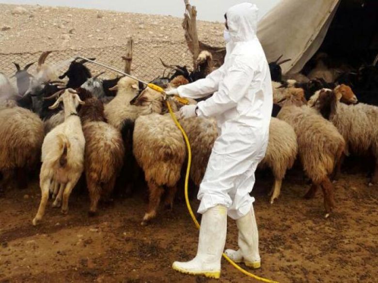  بیش از ۱۹۱ هزار مترمربع جایگاه نگهداری دام توسط دامپزشکی صحنه سمپاشی رایگان شده است