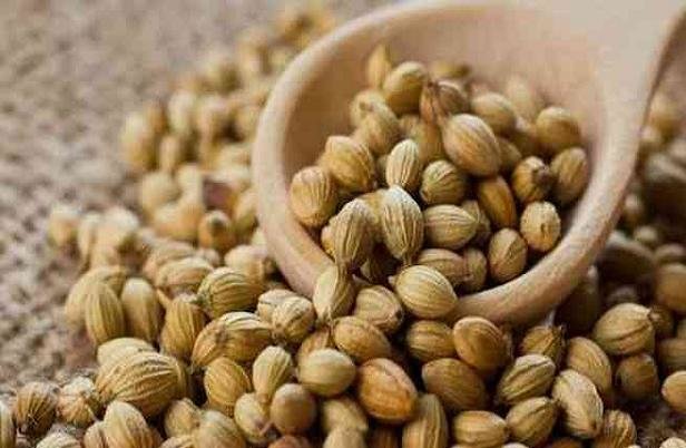 تخم گشنیز در کنترل قندخون تاثیر دارد تخم گشنیز در کنترل قندخون تاثیر دارد