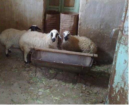 نگهداری دام زنده در برخی از محله های شهر صحنه یک معضل بسیار جدی است نگهداری دام زنده در برخی از محله های شهر صحنه یک معضل بسیار جدی است