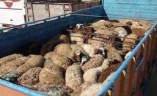  کشف دام قاچاق در اسلام‌آبادغرب 