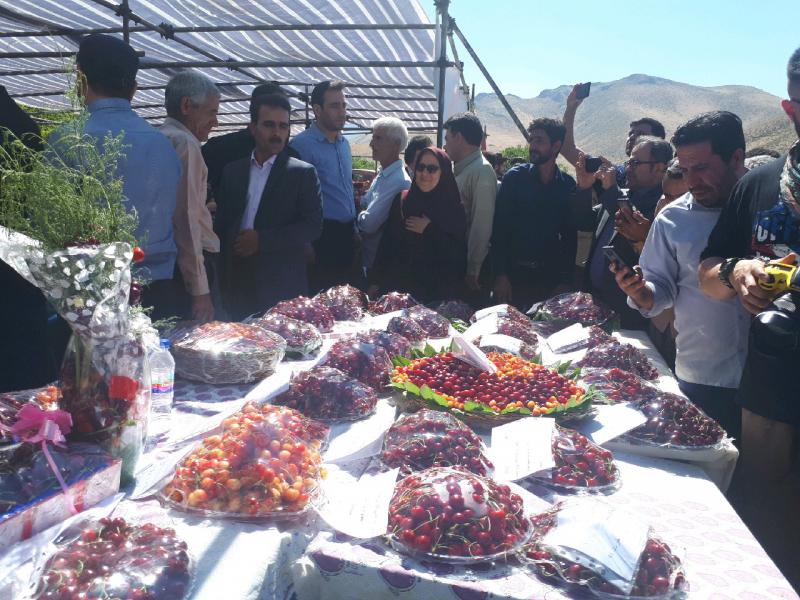 جشنواره استانی گیلاس در روستای سردهلق شهرستان صحنه برگزار شد جشنواره استانی گیلاس در روستای سردهلق شهرستان صحنه برگزار شد