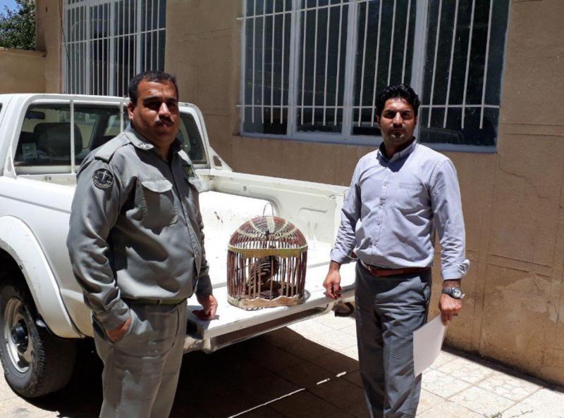  سه قطعه کبک زنده وحشی از دو متخلف در شهرستان صحنه کشف و ضبط شد