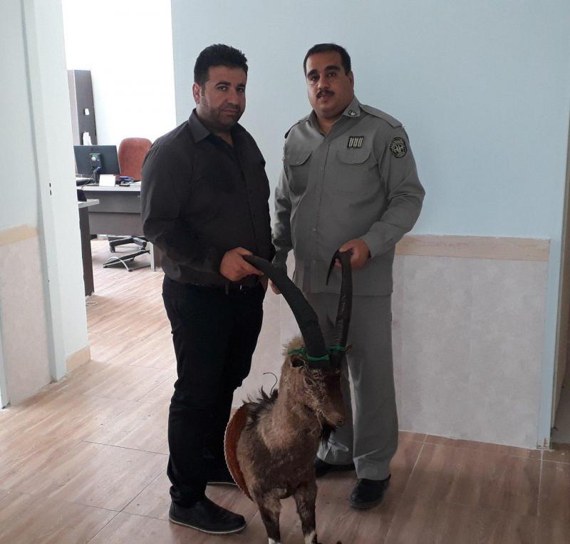 شکارچیان کل وحشی در صحنه دستگیر شدند 