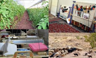 پرداخت ۸۸ درصد سهمیه اعتبارات اشتغالزایی روستایی پرداخت ۸۸ درصد سهمیه اعتبارات اشتغالزایی روستایی