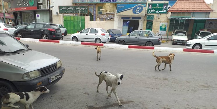 جولان سگ‌های ولگرد در اسلام‌آباد غرب/ رئیس شورای شهر: سوغات شهرستان‌های اطراف است