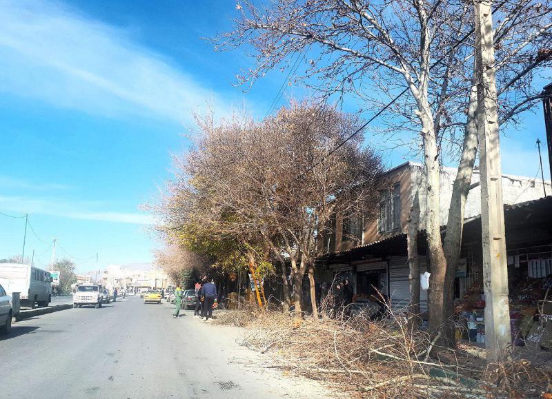 هرس زمستانه ی درختان شهر صحنه در حال انجام است