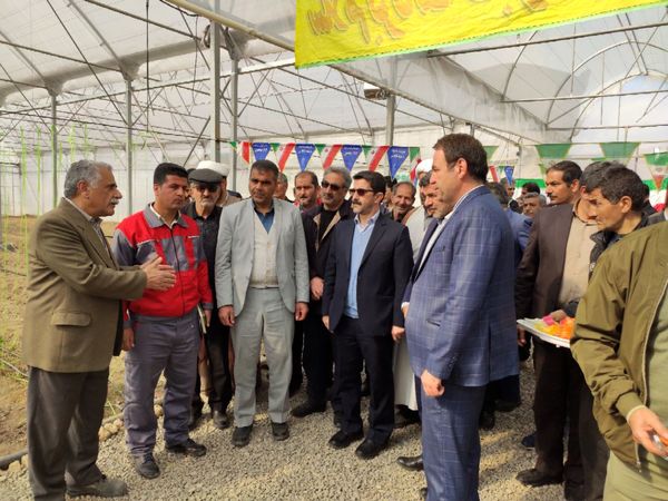  طرح گلخانه خارج ازفصل به مساحت 5200مترمربع در شهرستان صحنه افتتاح شد
