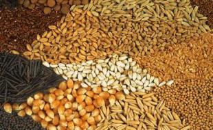 صادرات ۲۱۰ هزار تن نهاده دامی از کرمانشاه 