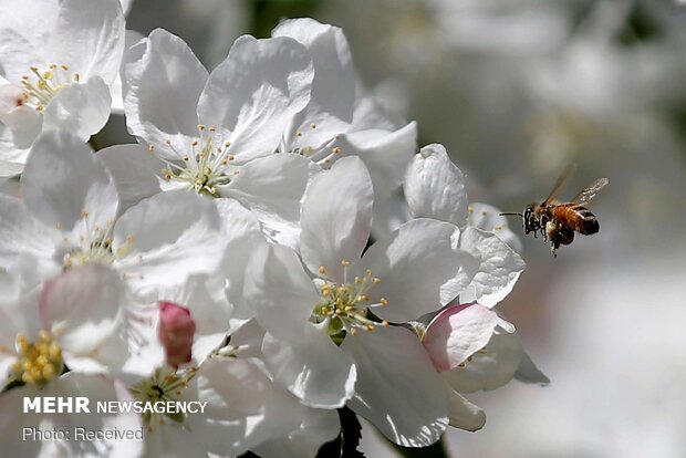 راهکاری برای پاکسازی کبد و سبک شدن بدن در بهار راهکاری برای پاکسازی کبد و سبک شدن بدن در بهار