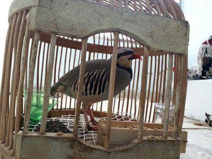 دستگیری 3 گروه شکارچی متخلف در صحنه 