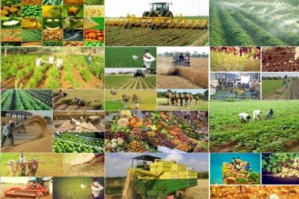  سالانه بیش از 300 هزار تن انواع محصولات کشاورزی از اراضی زراعی تولید می شود