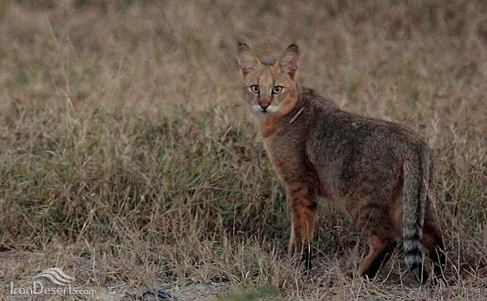 گربه کمیاب جنگلی کشور در صحنه دیده شد