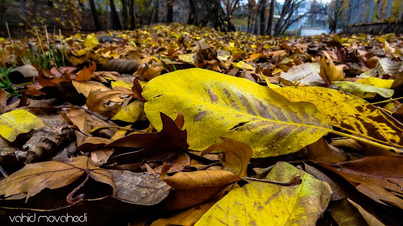 بهترین جا‌های صحنه برای پیاده‌روی پاییزی کجاست؟ + گزارش تصویری