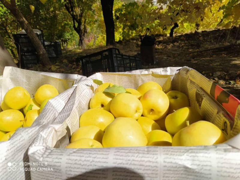 برداشت سیب درختی از باغات بخش دینور شهرستان صحنه آغاز شد