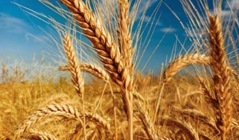  مهلت مجلس به وزیر کشاورزی در خصوص خرید تضمینی گندم/ خرید به اندازه ضرورت کشور جزو اولویت های کمیسیون کشاورزی مجلس است