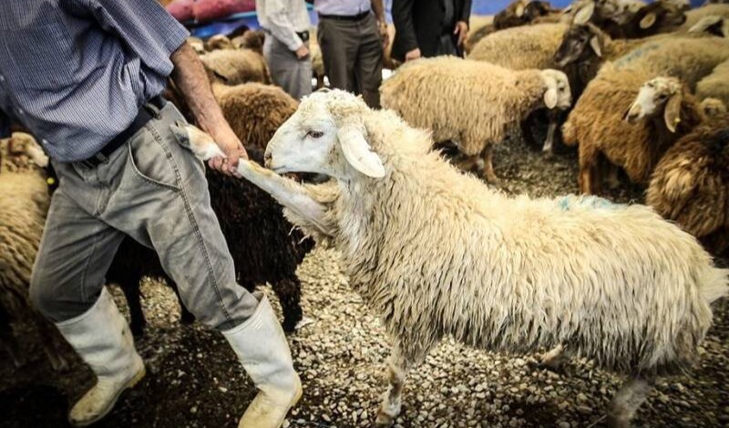 تیغ تیز قاچاق دام بر پیکر قیمت گوشت/ معضلی که سفره مردم را هدف گرفته است