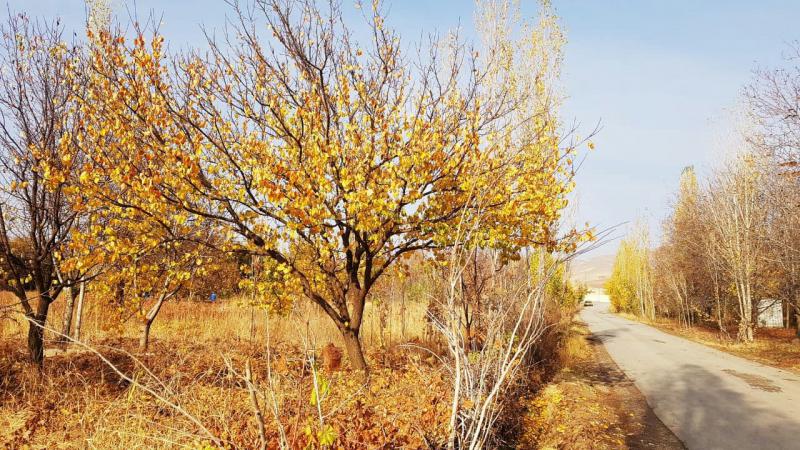 چتر زیبای پاییزی برمناطق مختلف کنگاور