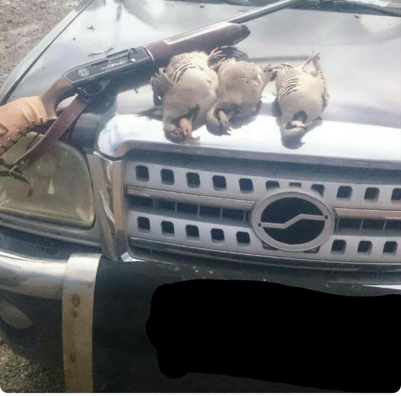 شکارچی غیر مجاز کبک در صحنه دستگر شد